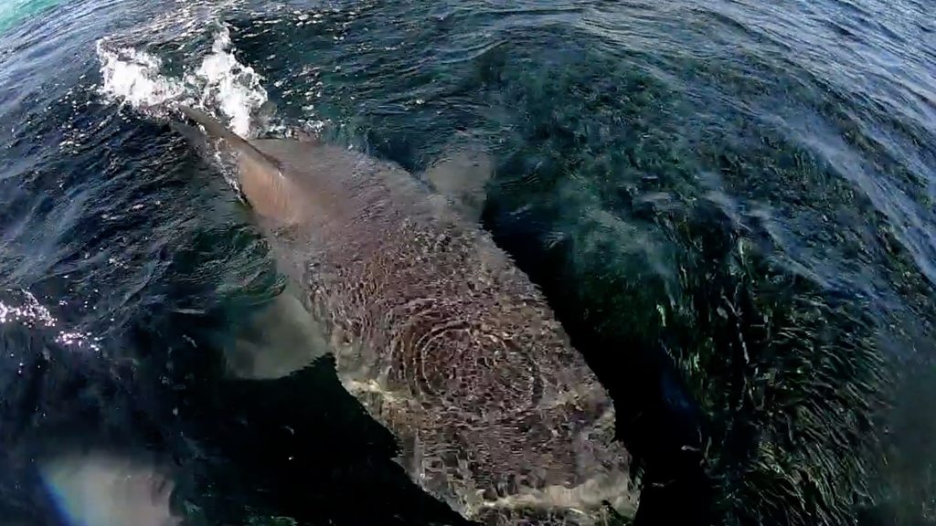 'Sharks everywhere': Angler films feeding frenzy in Australia