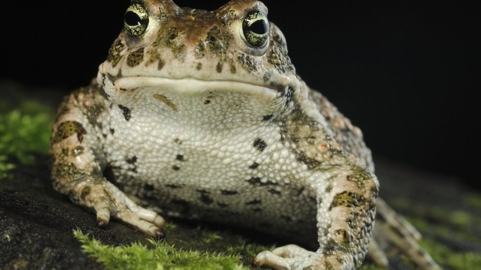 NatterJack toad