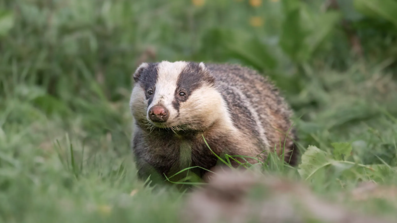 Most people only encounter badgers with roadkill' - BBC News