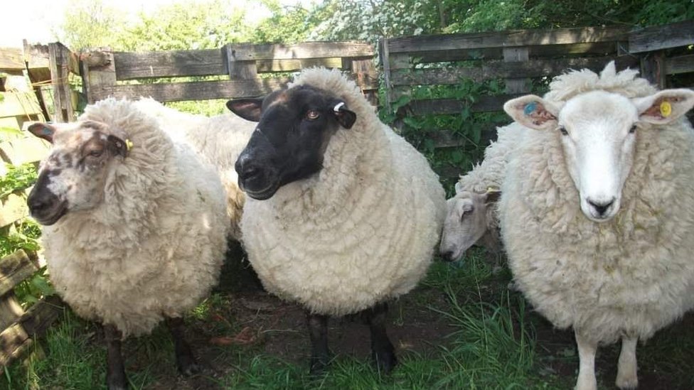 Овцы до того, как их убили