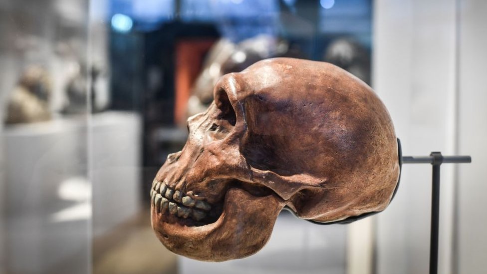 Un cráneo neandertal