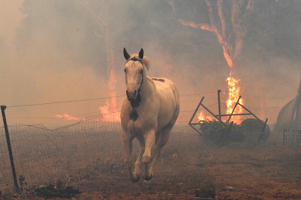 Лошадь пытается отойти от ближайших лесных пожаров
