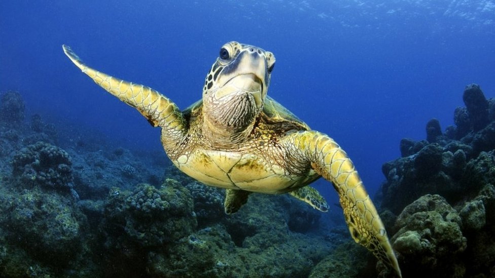 Una tortuga marina en Hawaii