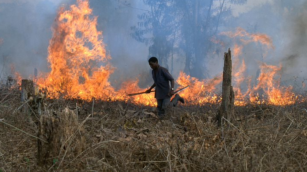 Incêndio para limpar a área ao longo da fronteira do Parque Nacional de Tai, na Costa do Marfim