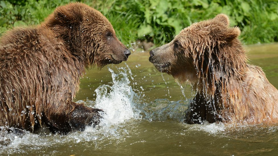 Whipsnade Zoo: Brown bears shot dead after enclosure escape