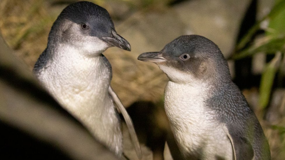 How Nature does Halloween: the Fairy Penguin