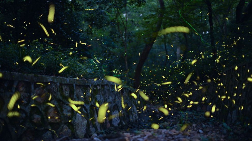 Firefly tourism is growing in countries including Mexico, Japan, Malaysia and India