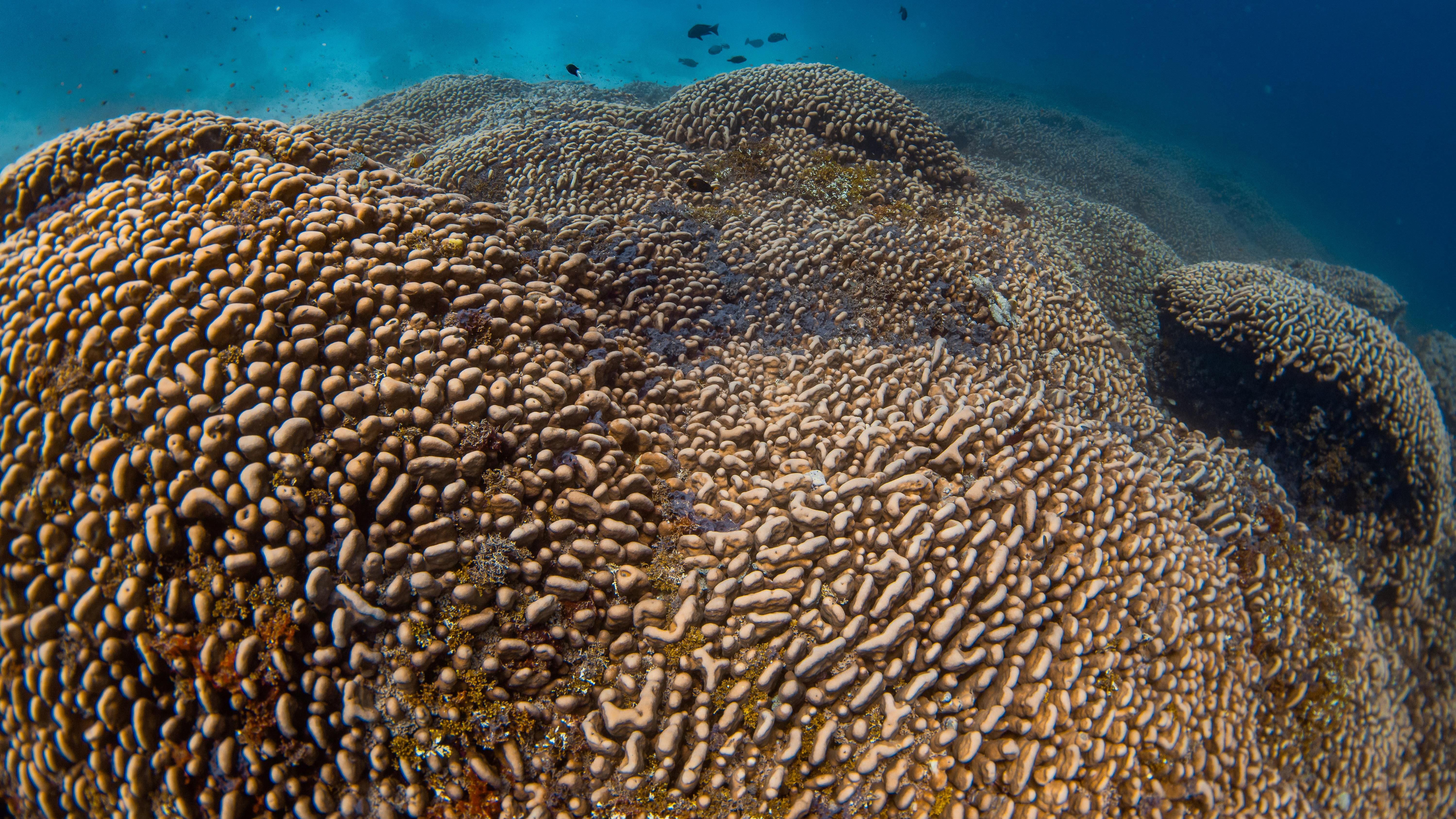 World's largest coral found in the Pacific near Solomon Islands