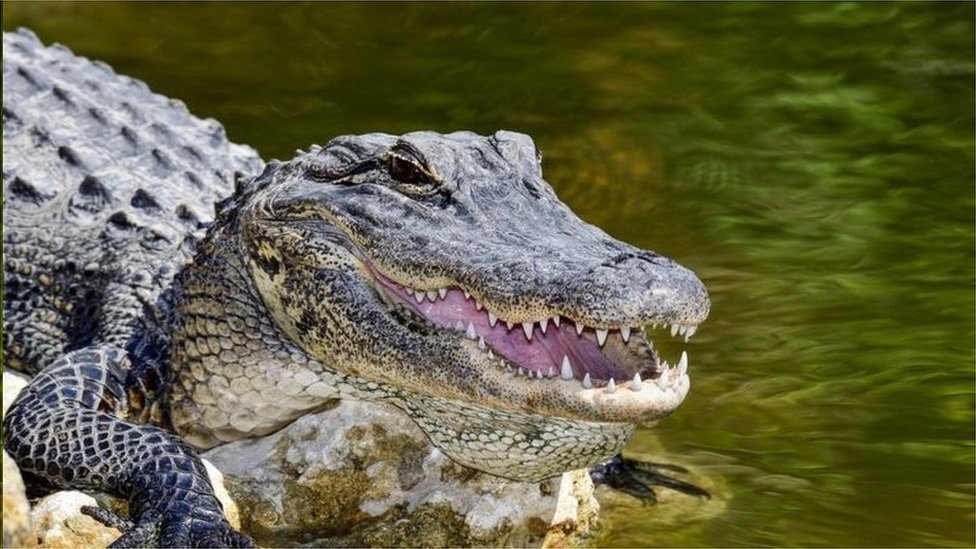 鱷魚吸入氦氣聲音產生何種變化？
