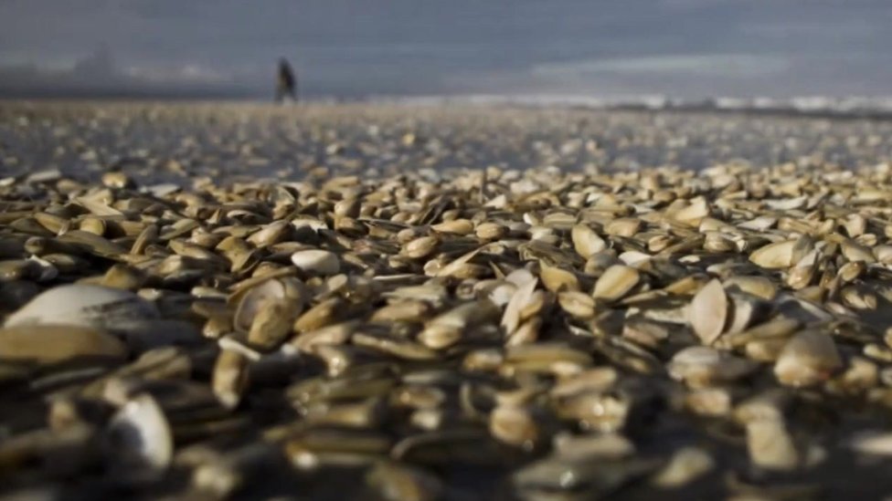 The deadly 'red tide' threatening sea life in Chile BBC News