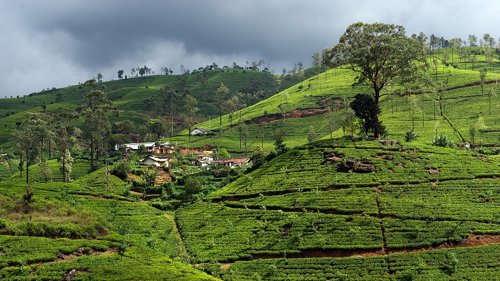 Plantaciones de té en Sri Lanka.