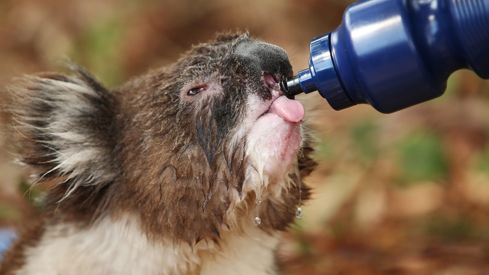 Australia s Deadly Relationship With Heat BBC News