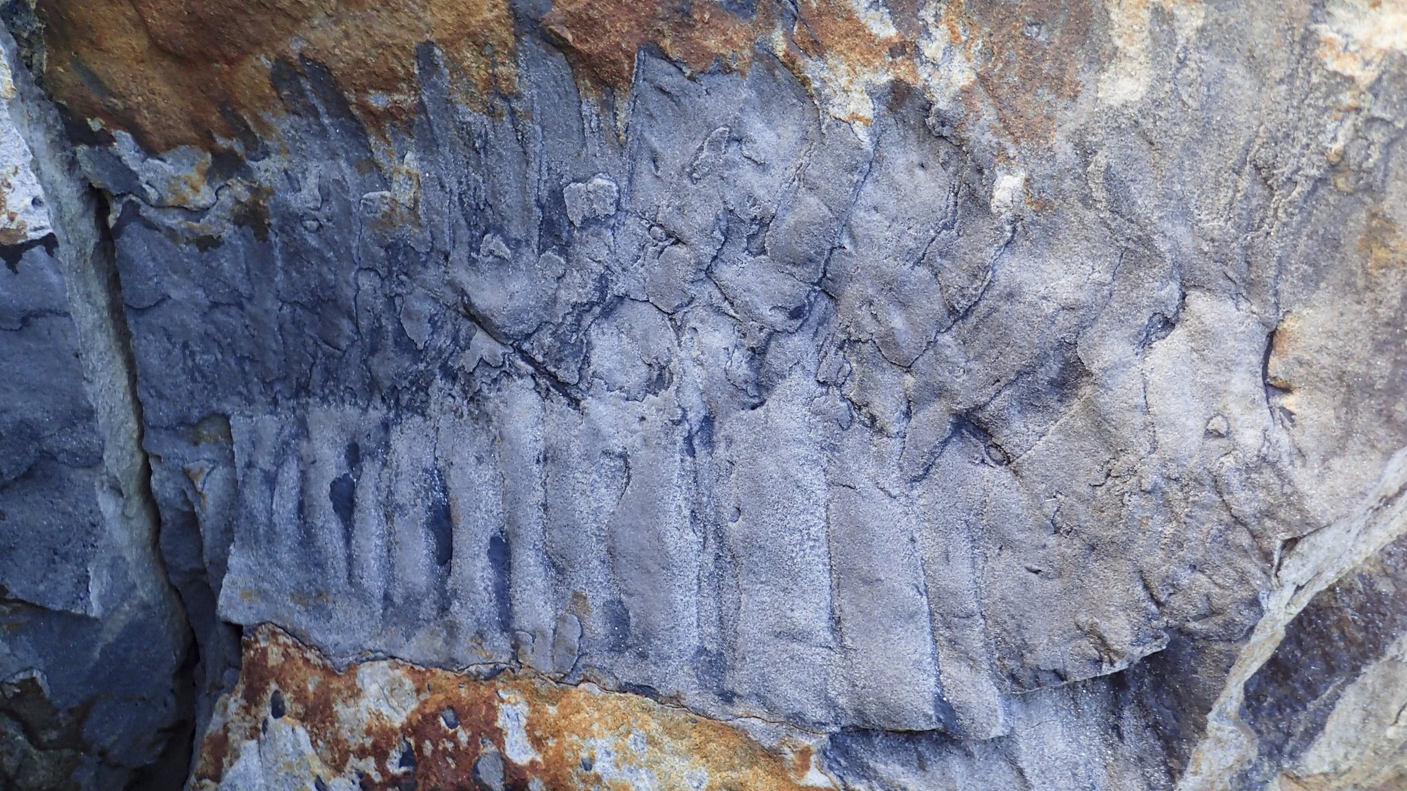 Largest-ever millipede fossil found on Northumberland beach