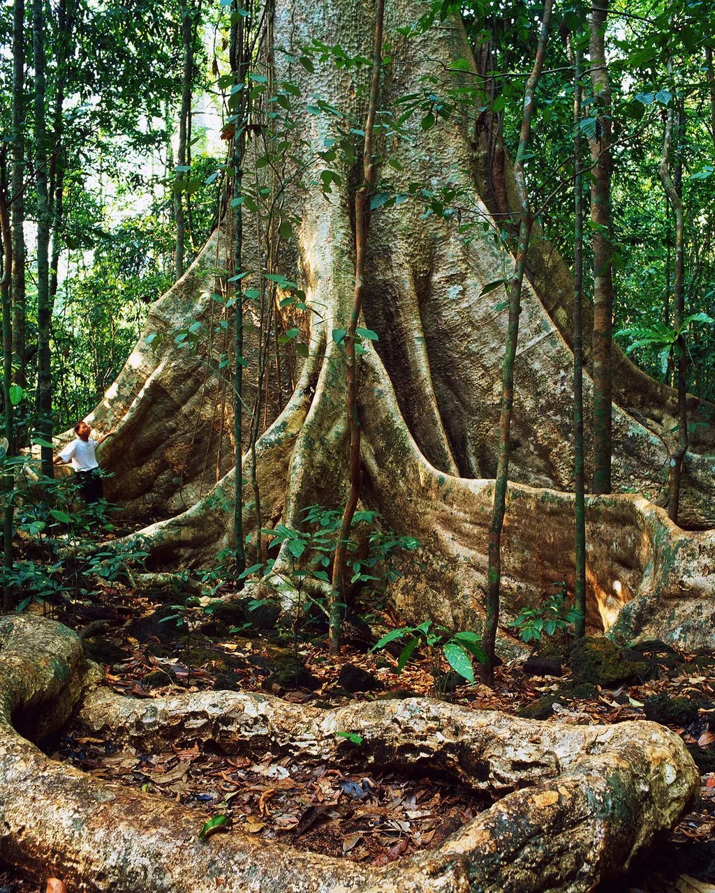 當大象穿過森林時，它們會吃掉並碾壓較小的樹木，為較大的樹木留下更多的生長和碳儲存空間(Credit: Getty Images)