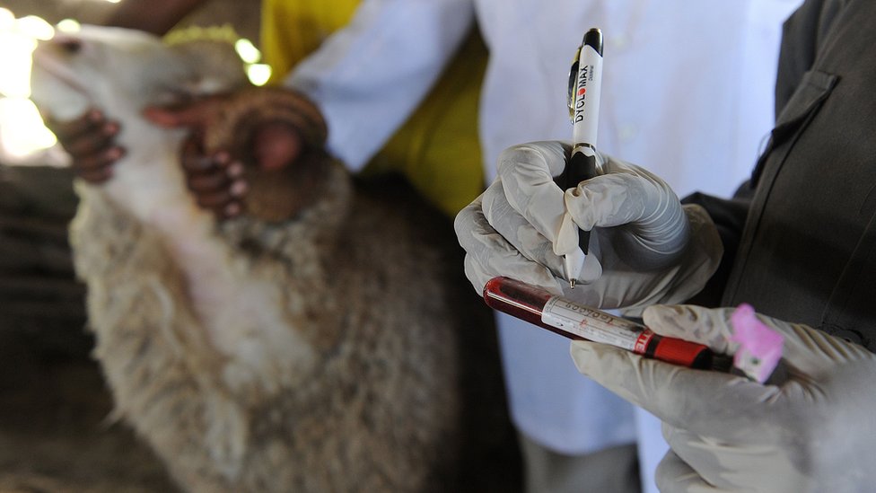 Un veterinario etiqueta una muestra de sangre de una oveja.