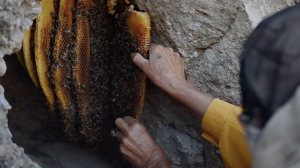 Хатидзе собирает мед