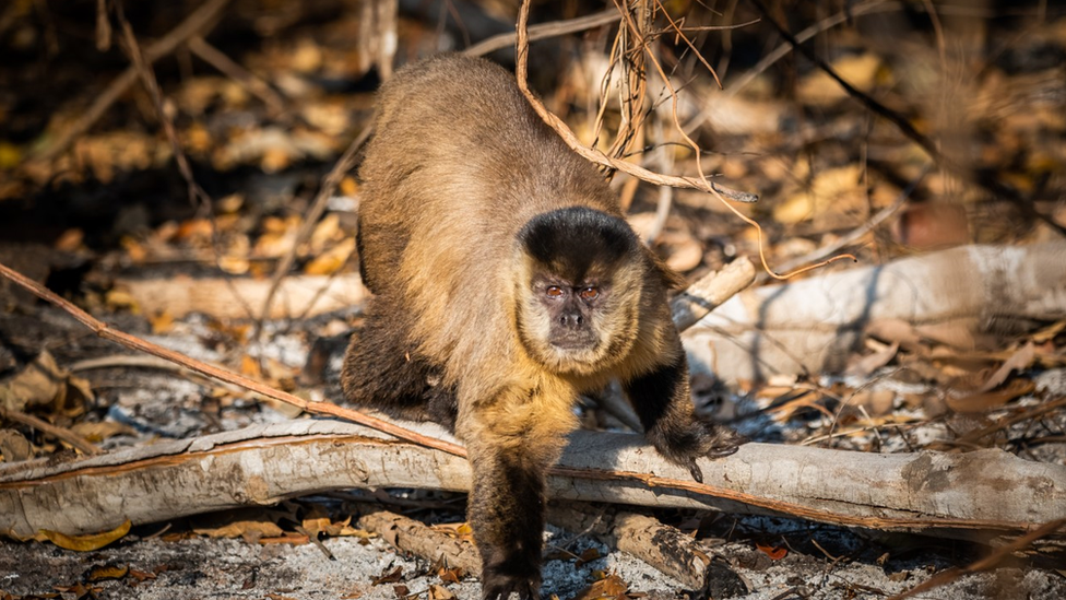 Macaco-prego em meio às cinzas de uma região tomada pelo fogo no Pantanal