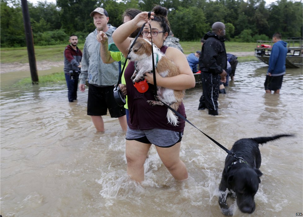 Собак спасают из паводковых вод