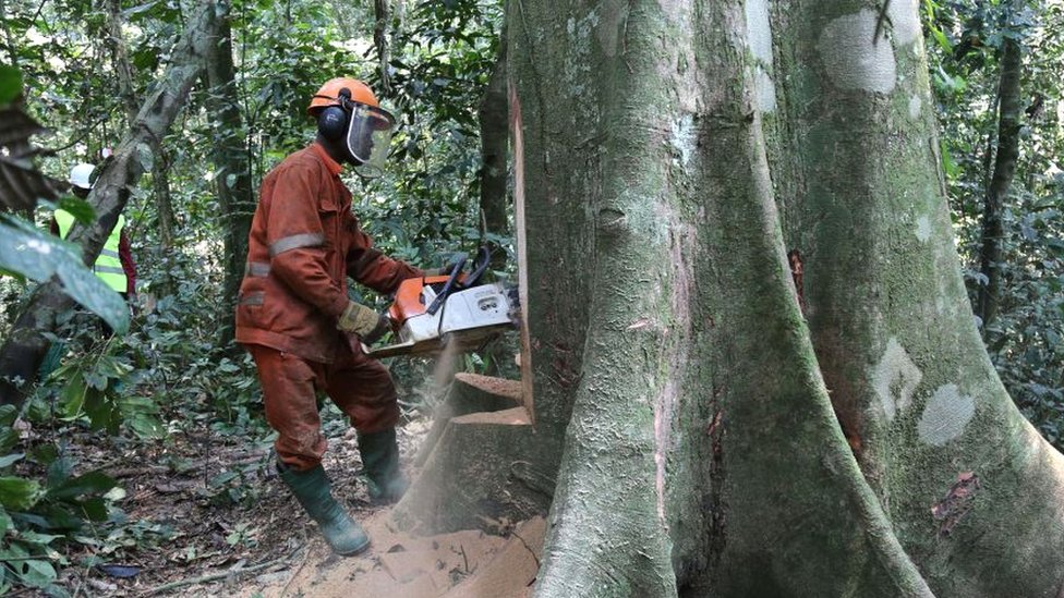 A worker legally cuts a tree by an industrial company near Kisangani in the north-east of the Democratic Republic of Congo