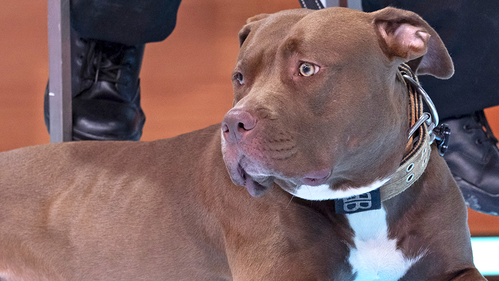 Rishi Sunak to Ban 'American Bully XL' Dogs in the U.K. - The New