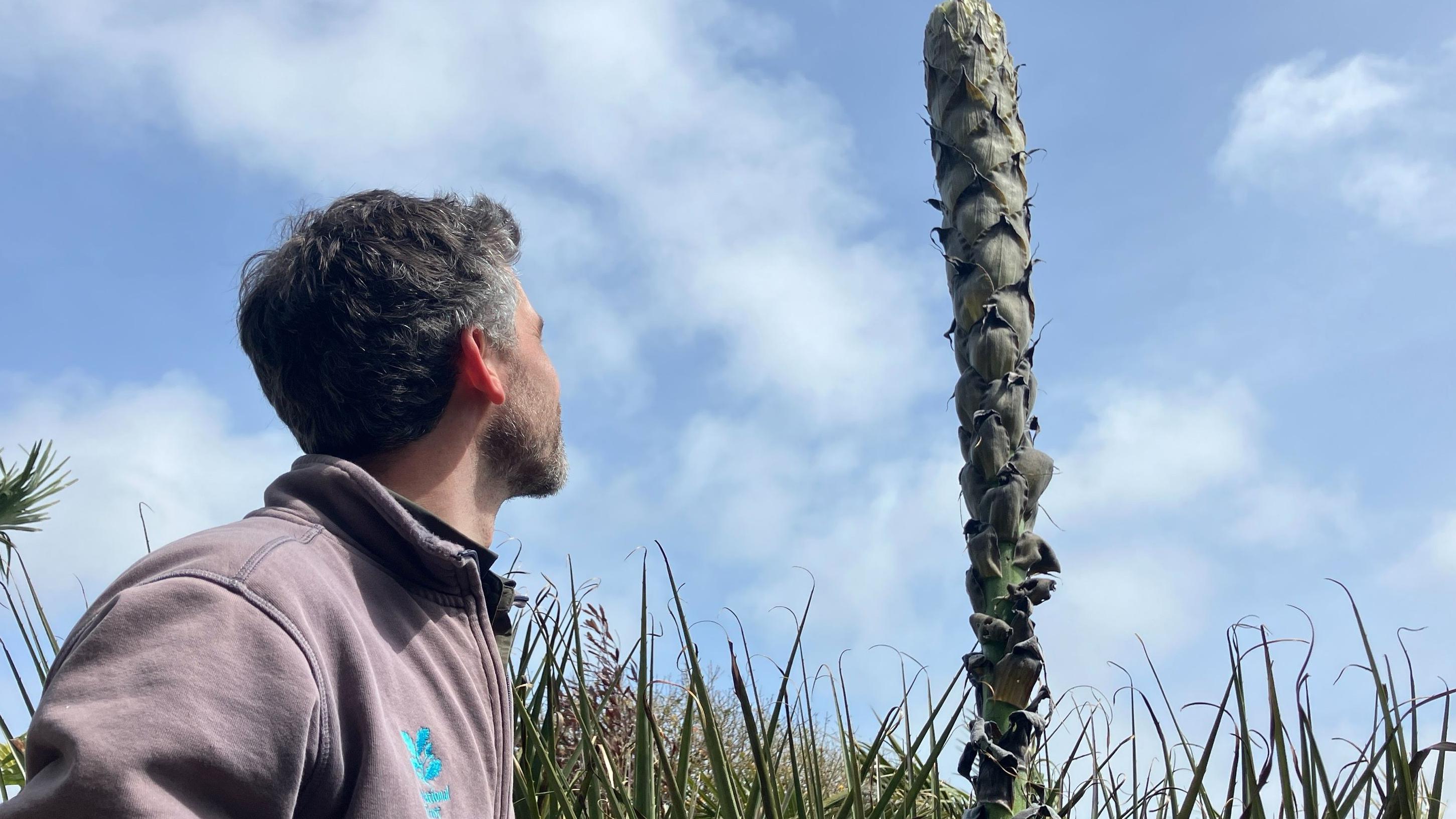 Plant to bloom at National Trust site for first time in 12 years - BBC News