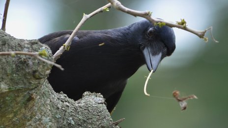 Bird brains: Public asked to look out for clever rooks - BBC News