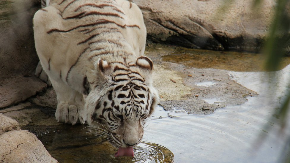 A white tiger quenches its thirst at the Cango Wildlife ranch