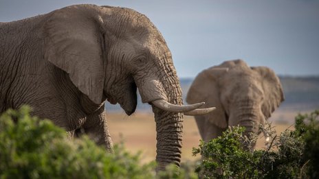 Ivory seized decades ago still turning up in raids