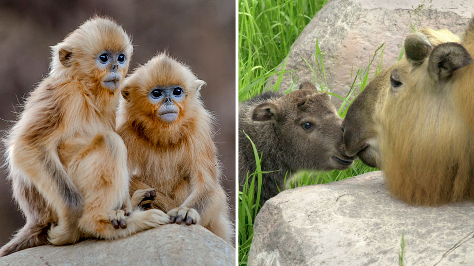 Zlatni kratkonosni majmun (levo) i gnu koza ili Takin (desno)