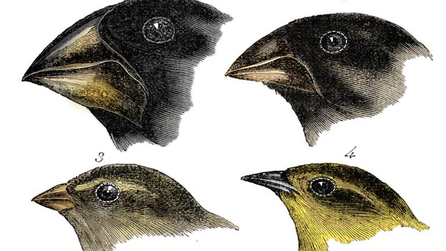 Drawing of four species of finch observed by Darwin on the Galapagos Islands