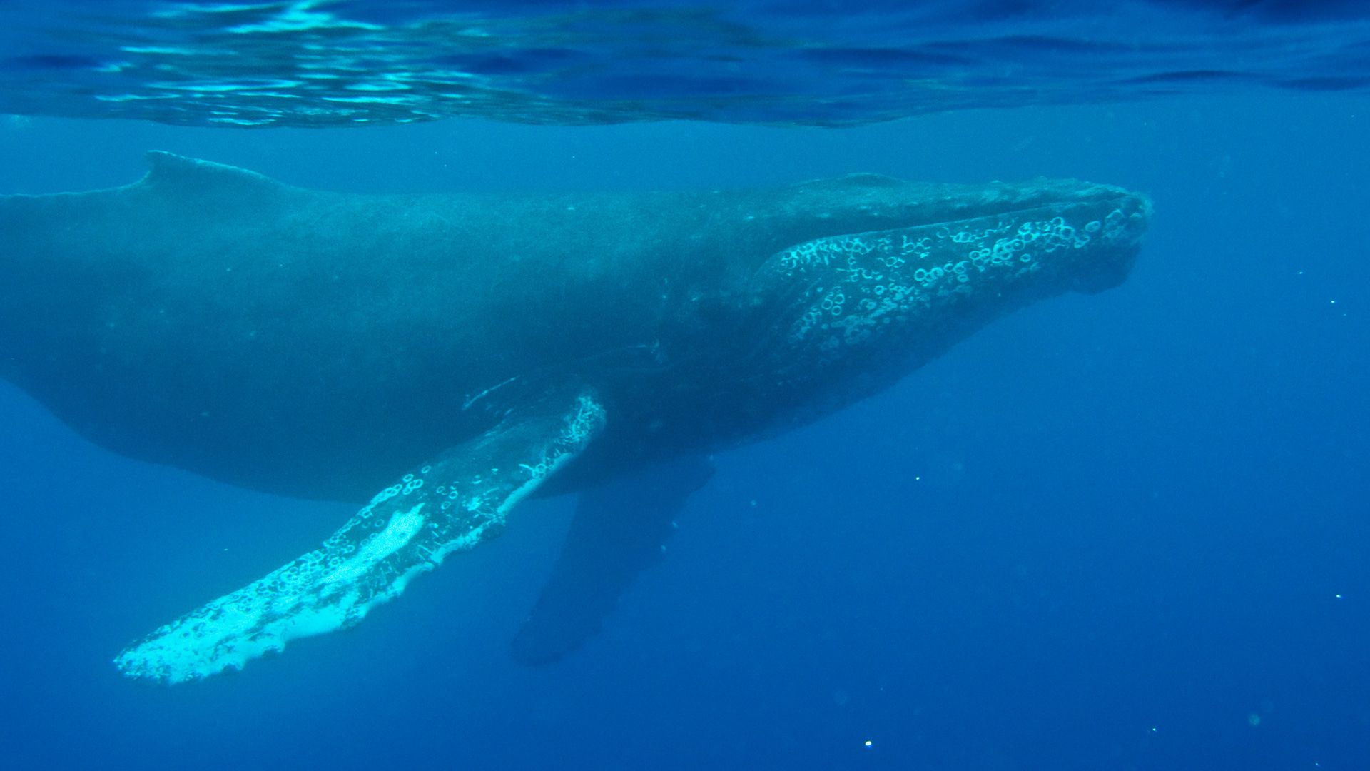 その他 SONGSOFTHEHUMPBACKWHALE Listen to the oldest known recording of a whale song from 1949