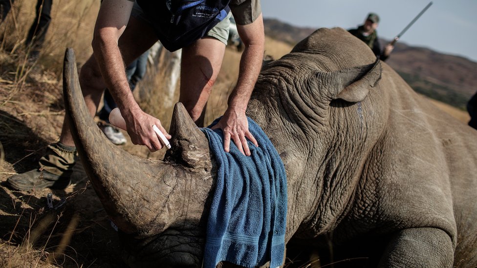 Ветеринар готовится к микрочипу успокоительного носорога в национальном парке Пиланесберг, Южная Африка. Сентябрь 2016 г.