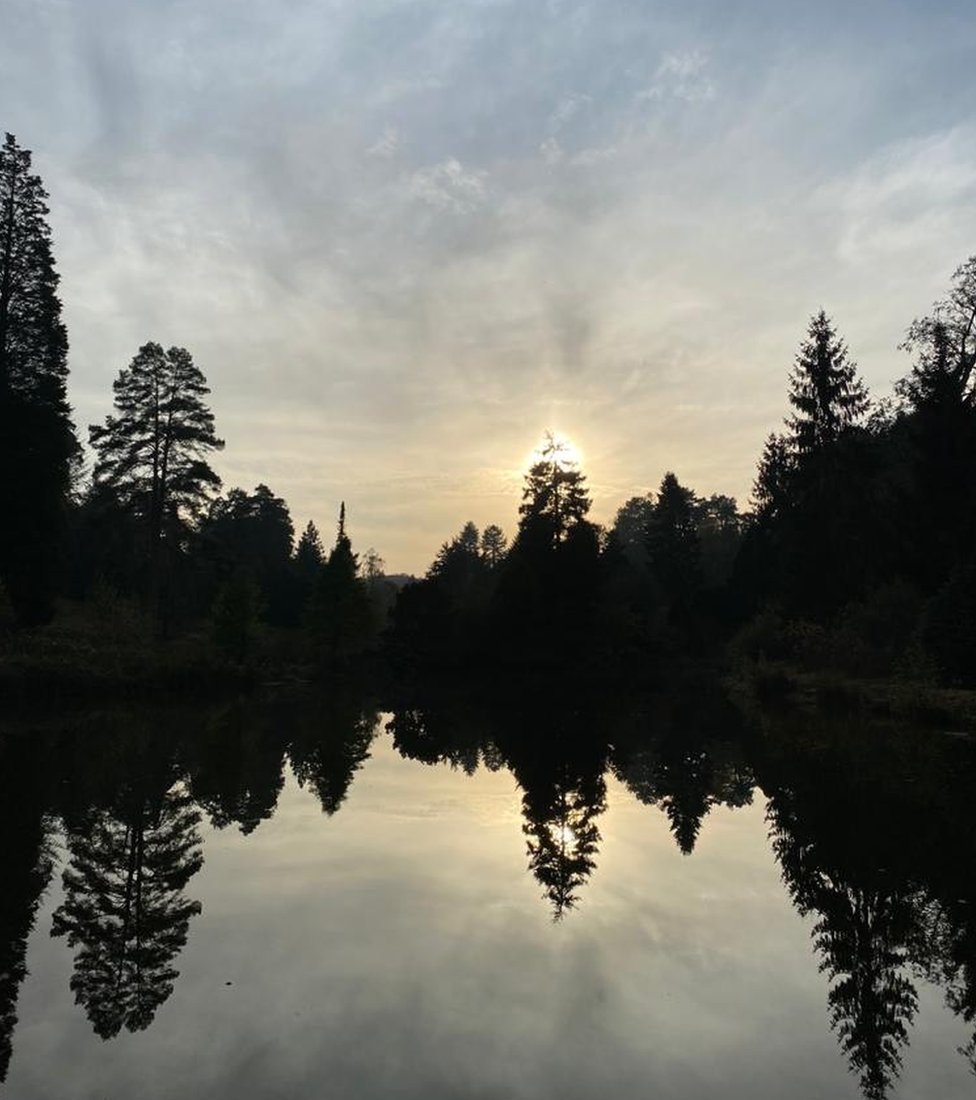 Silhouette of trees reflected in water