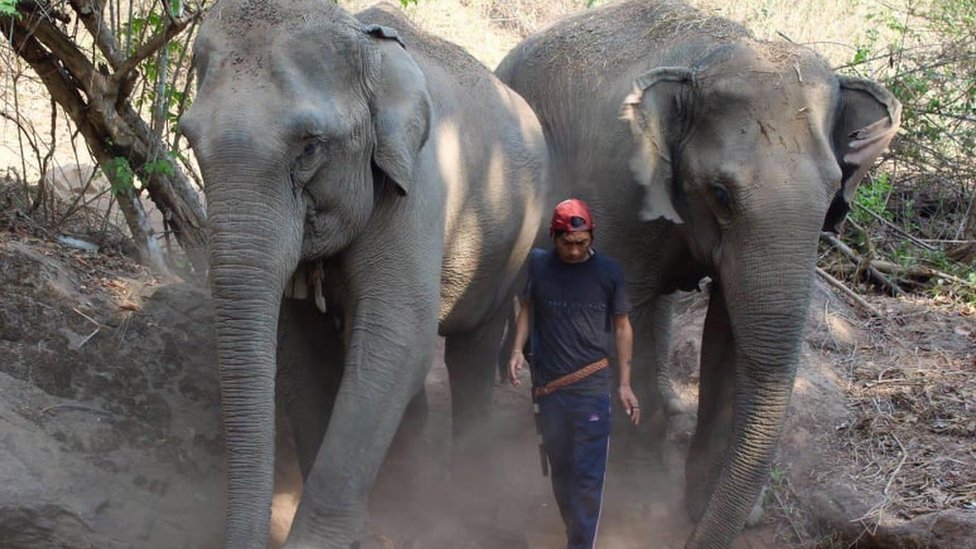 Тайские слоны