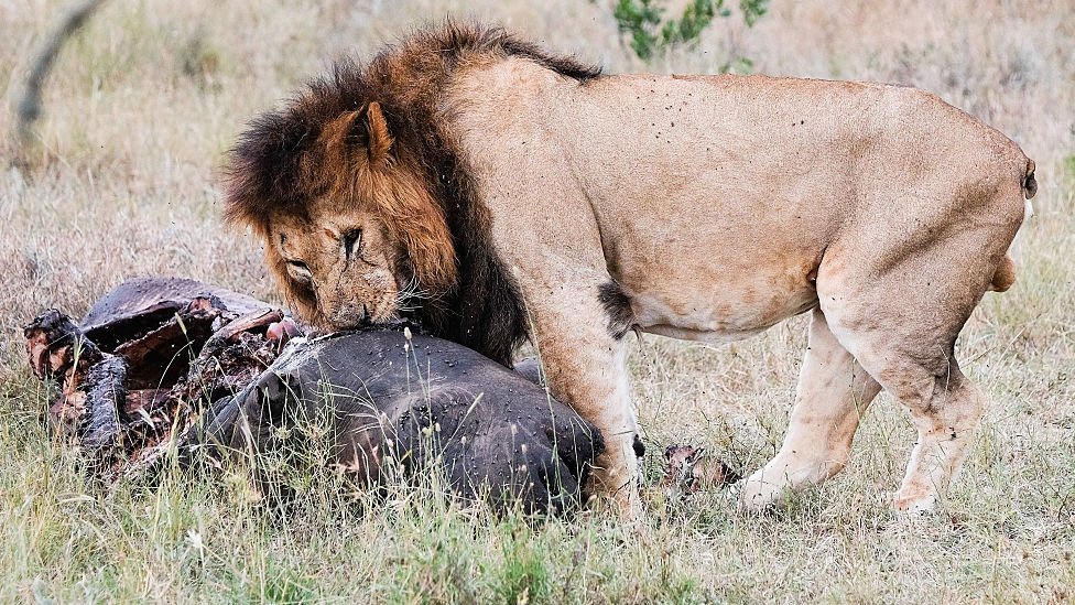 Лев ест на туше носорога в Кении