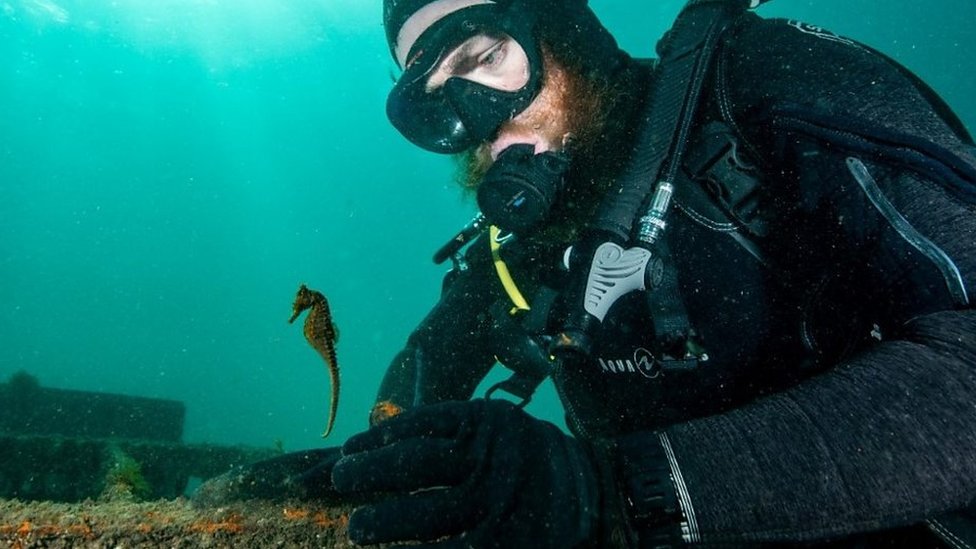 Watch: Hundreds of baby seahorses released in Sydney Harbour