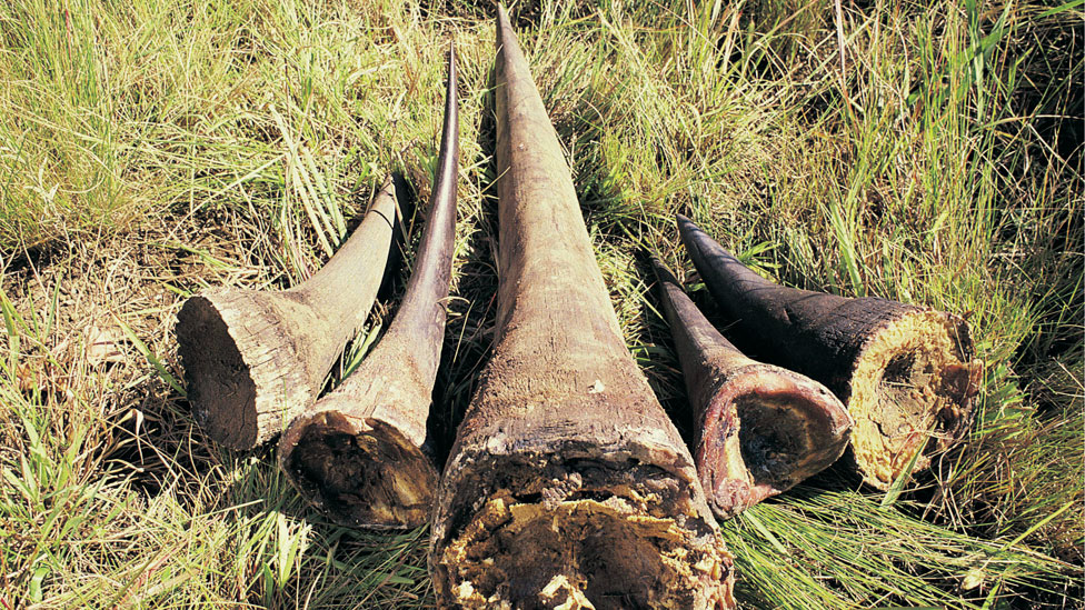 Rhino horns