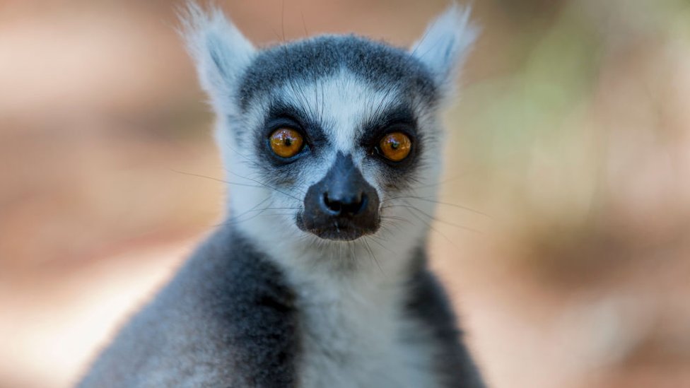 리머커피(Lemur Coffee) 이미지