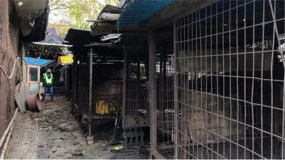 Anjing, Korea Selatan