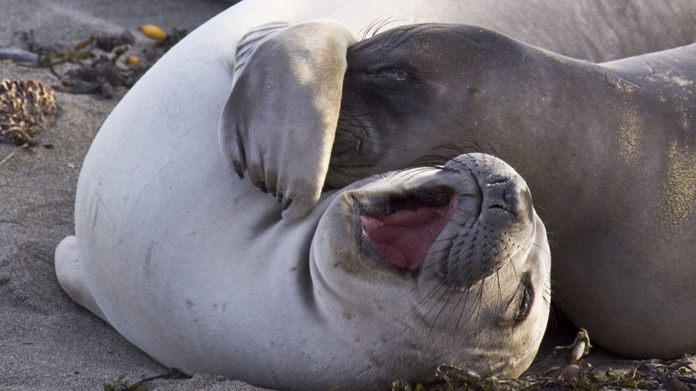 Es difícil para nosotros evaluar con precisión los sentimientos de los animales. Foca