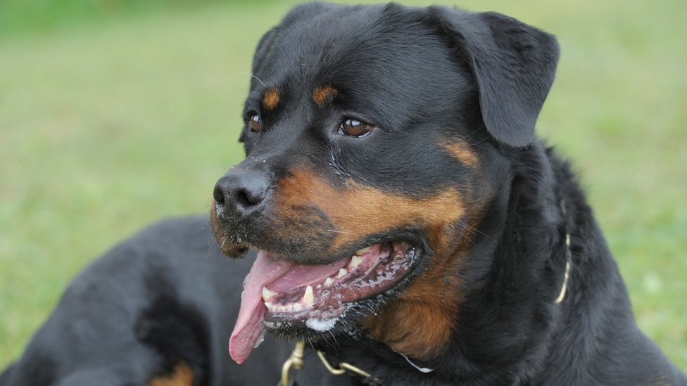 Stevenage dog attack: Children and woman need surgery after Rottweiler ...