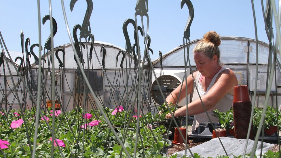 Pese al optimismo extendido, muchos de los negocios de la zona dependen más del clima que del humor político y social. Mujer trabajando en el invernadero