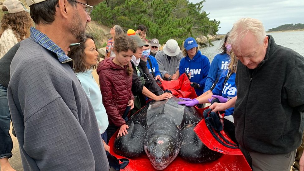 Stranded 600lb turtle returned to Atlantic Ocean