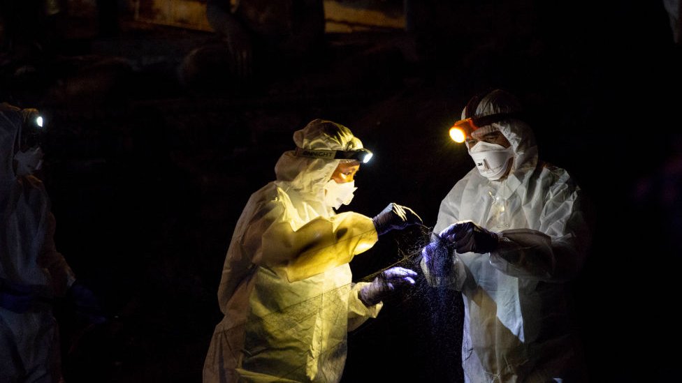 Scientists study bats in a cave in Thailand.