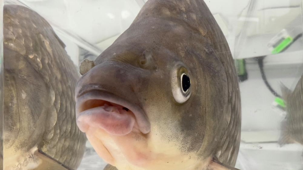 Non-native Prussian carp 'threat' to UK fish, Environment Agency warns