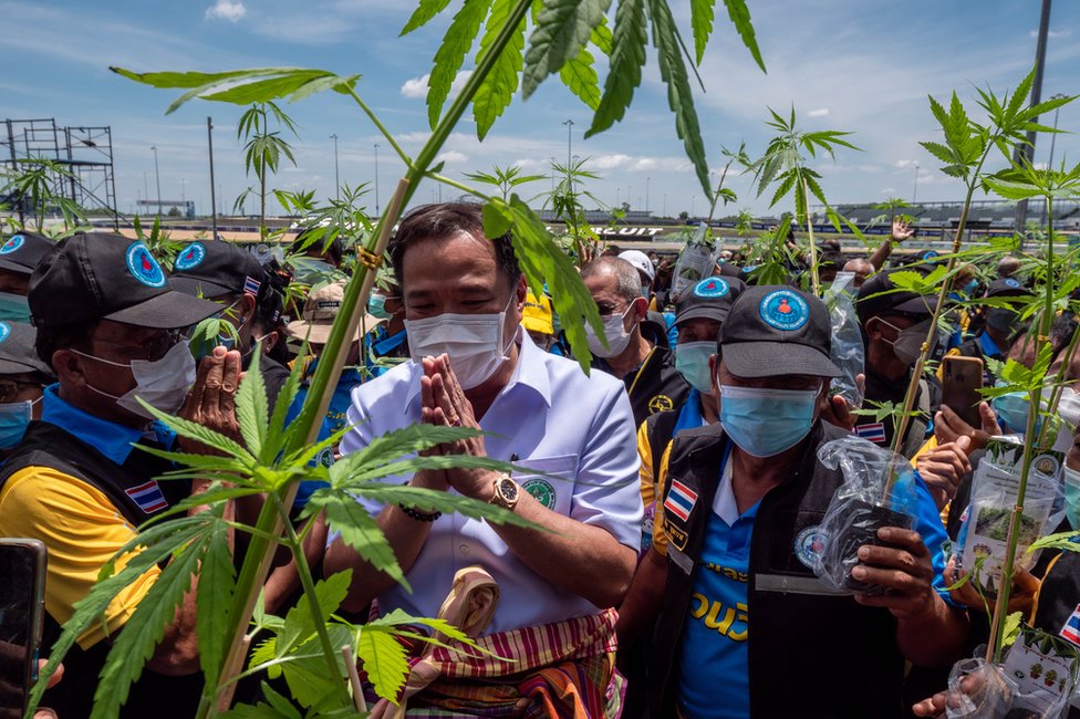 El ministro de Sanidad, Anutin Charnvirakul, es saludado por partidarios que cargan plantas de cannabis en Buriram.