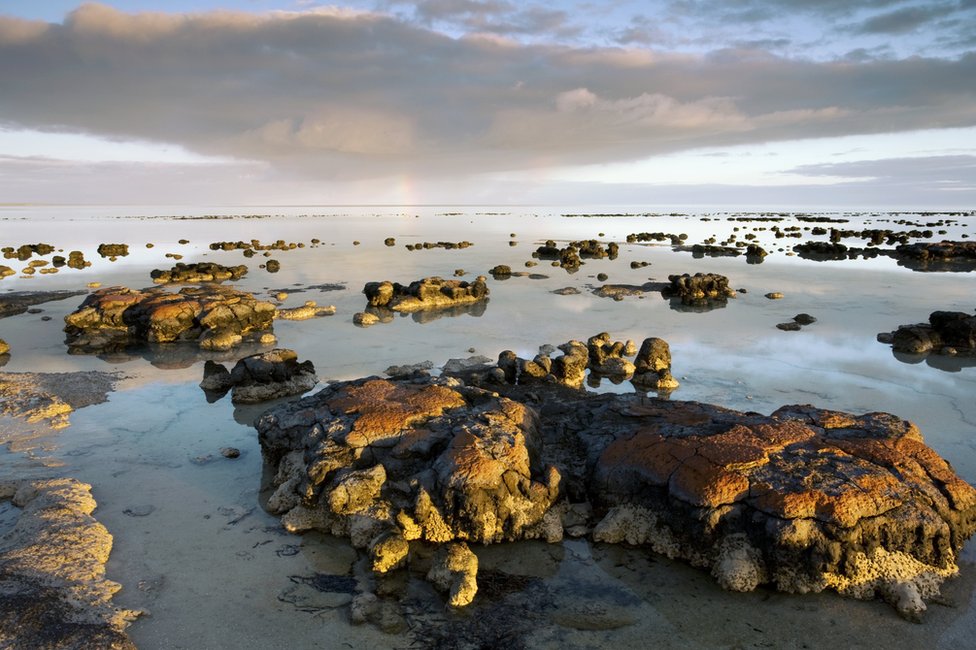 Строматолиты, Shark Bay