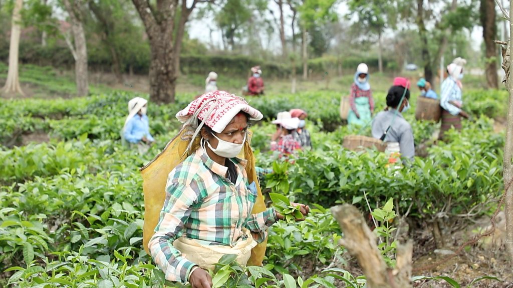 Coronavirus: The fears of India's tea workers in lockdown