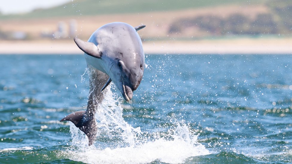 Дельфин в Морей-Ферт