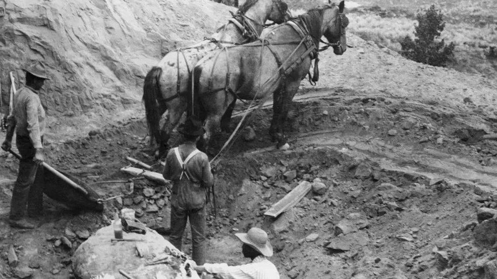 Početkom 20. veka, sakupljanje krupnih fosila bilo je logističko minsko polje, koje je često uključivalo nepristupačne lokacije, podizanje teškog tereta i kola sa upregnutim konjima